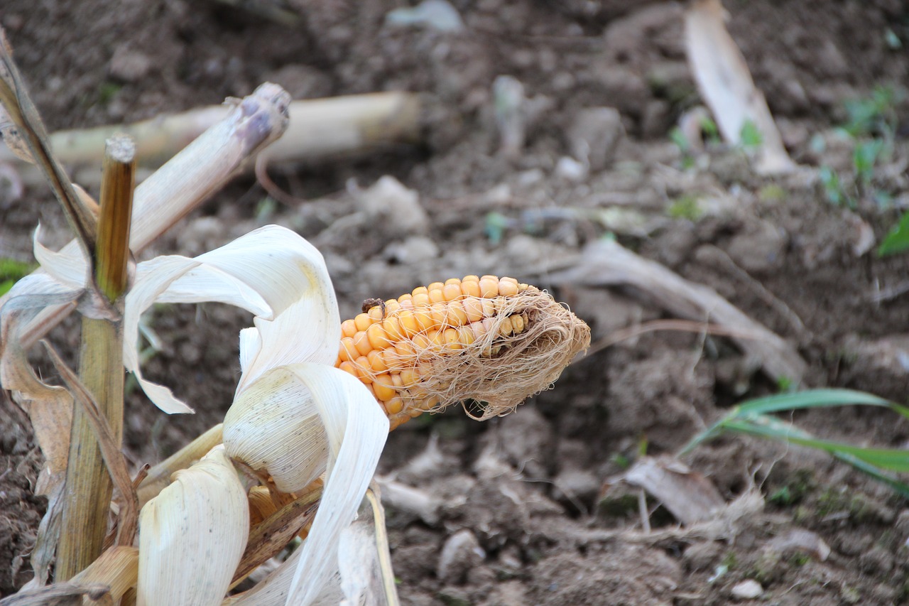 corn on the cob fibers harvested free photo