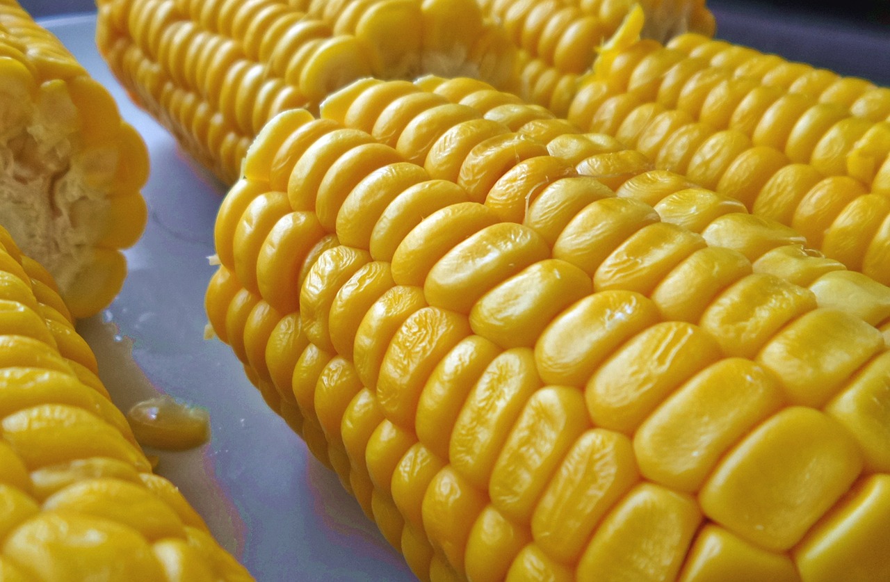 corn on the cob  food  yellow free photo