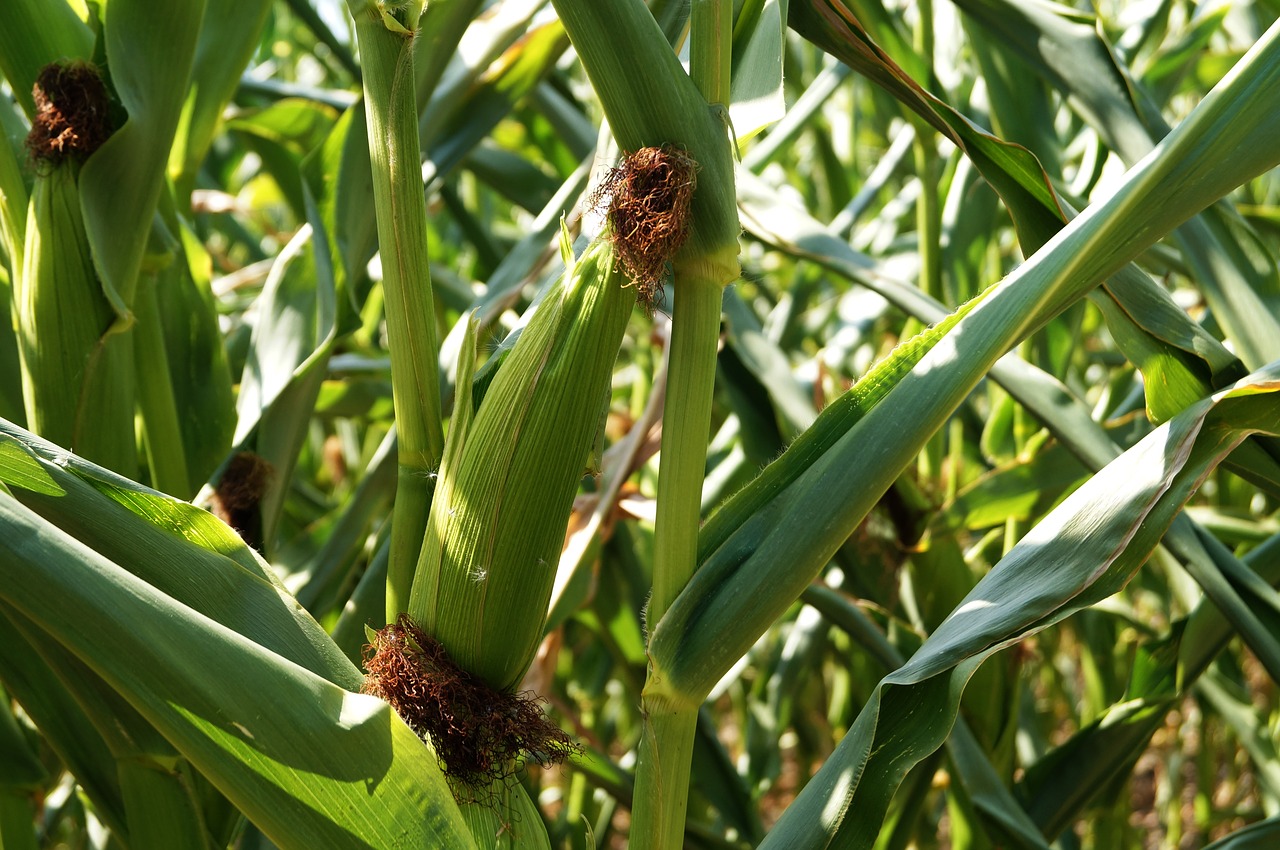 corn on the cob  cattle feed  agriculture free photo