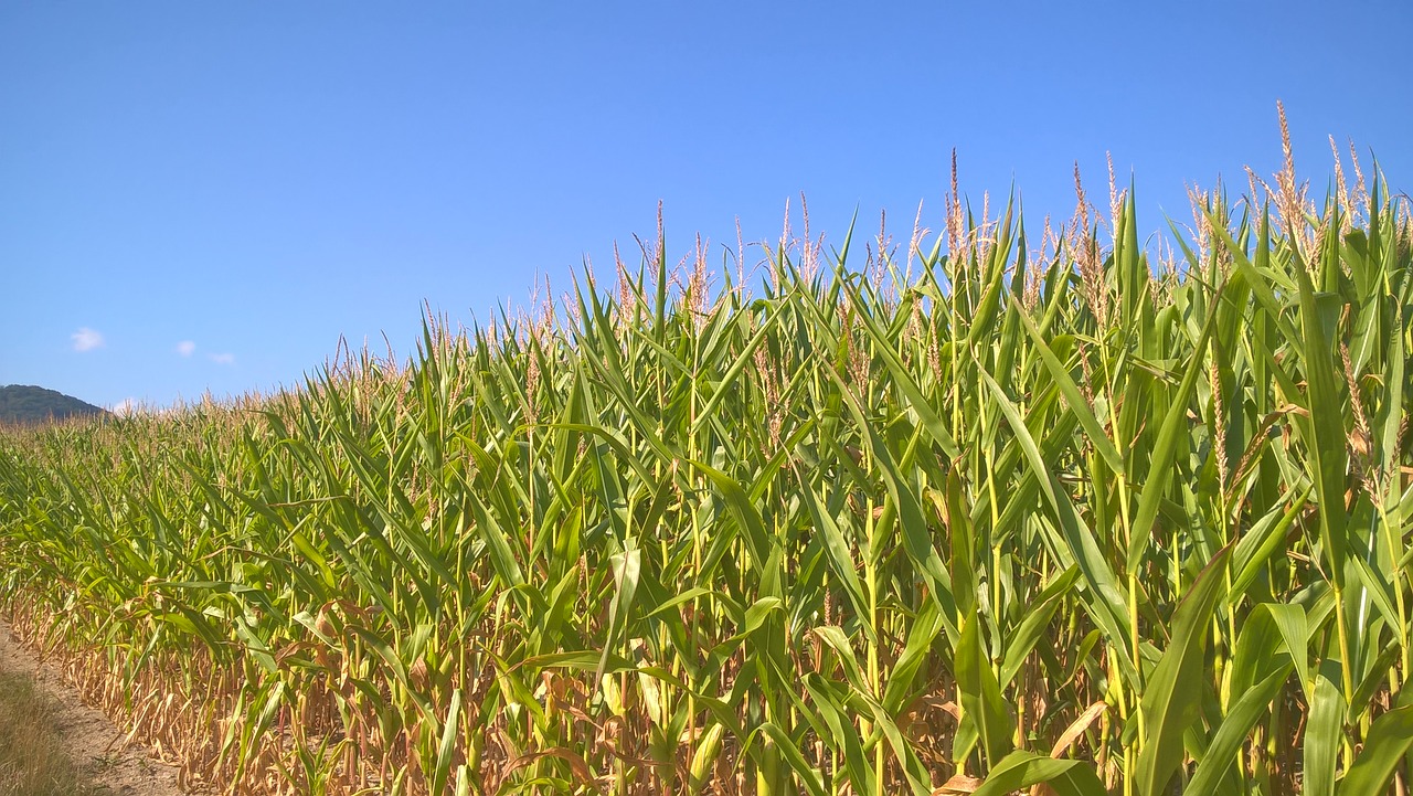 corn on the cob  cornfield  sky free photo