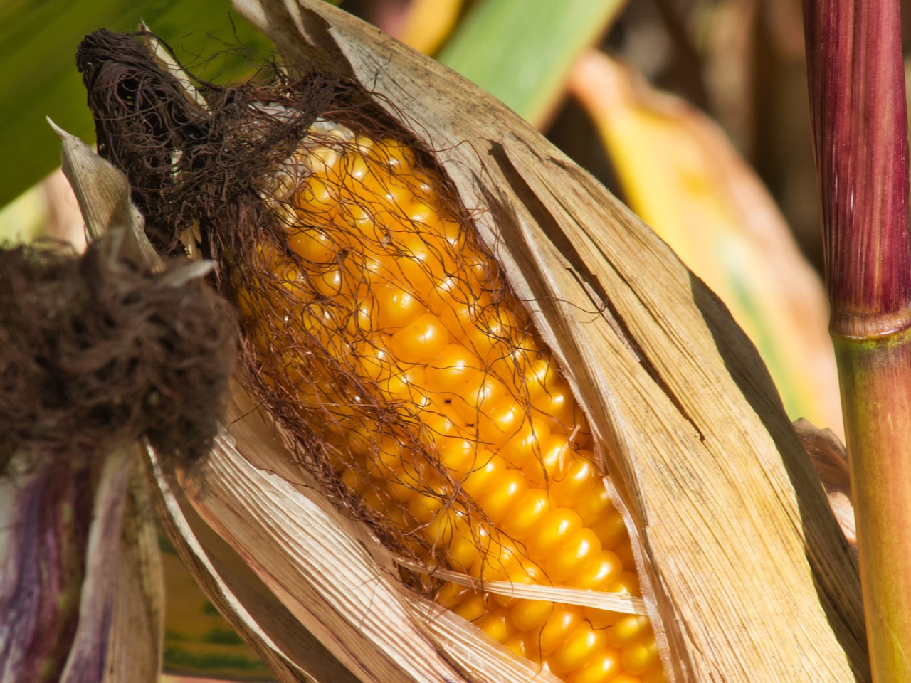 corn on the cob  field  ripe free photo