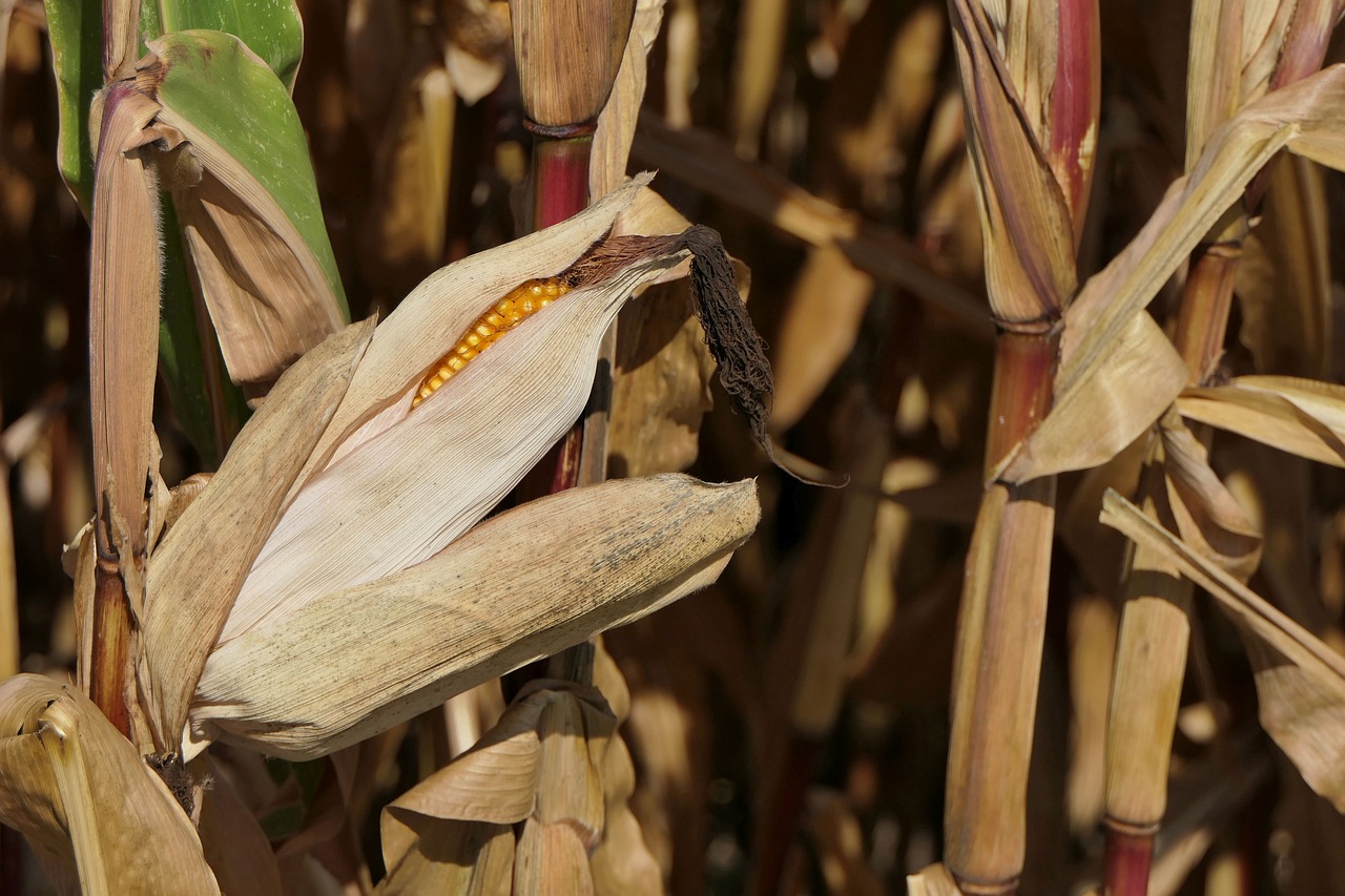 corn on the cob  fodder maize  autumn free photo