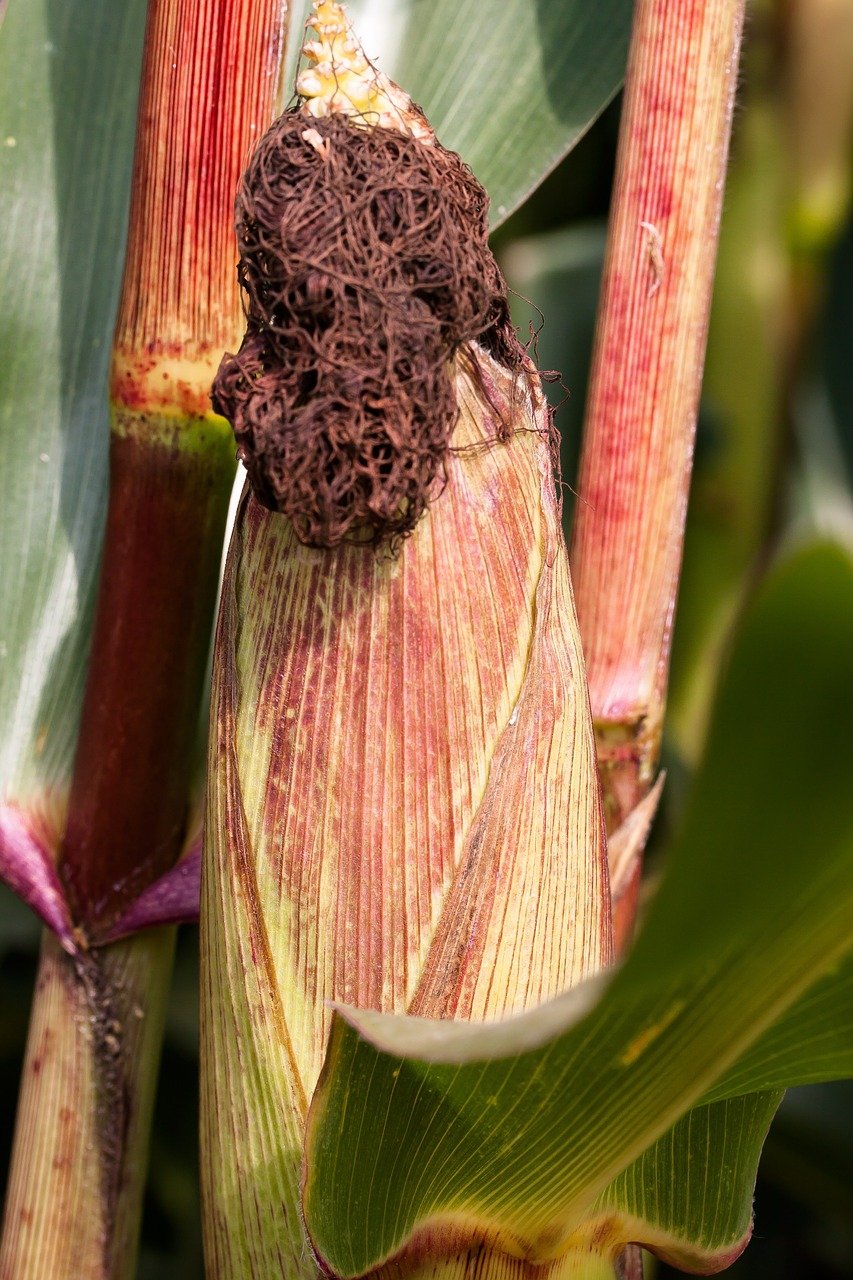 corn on the cob corn zea mays free photo