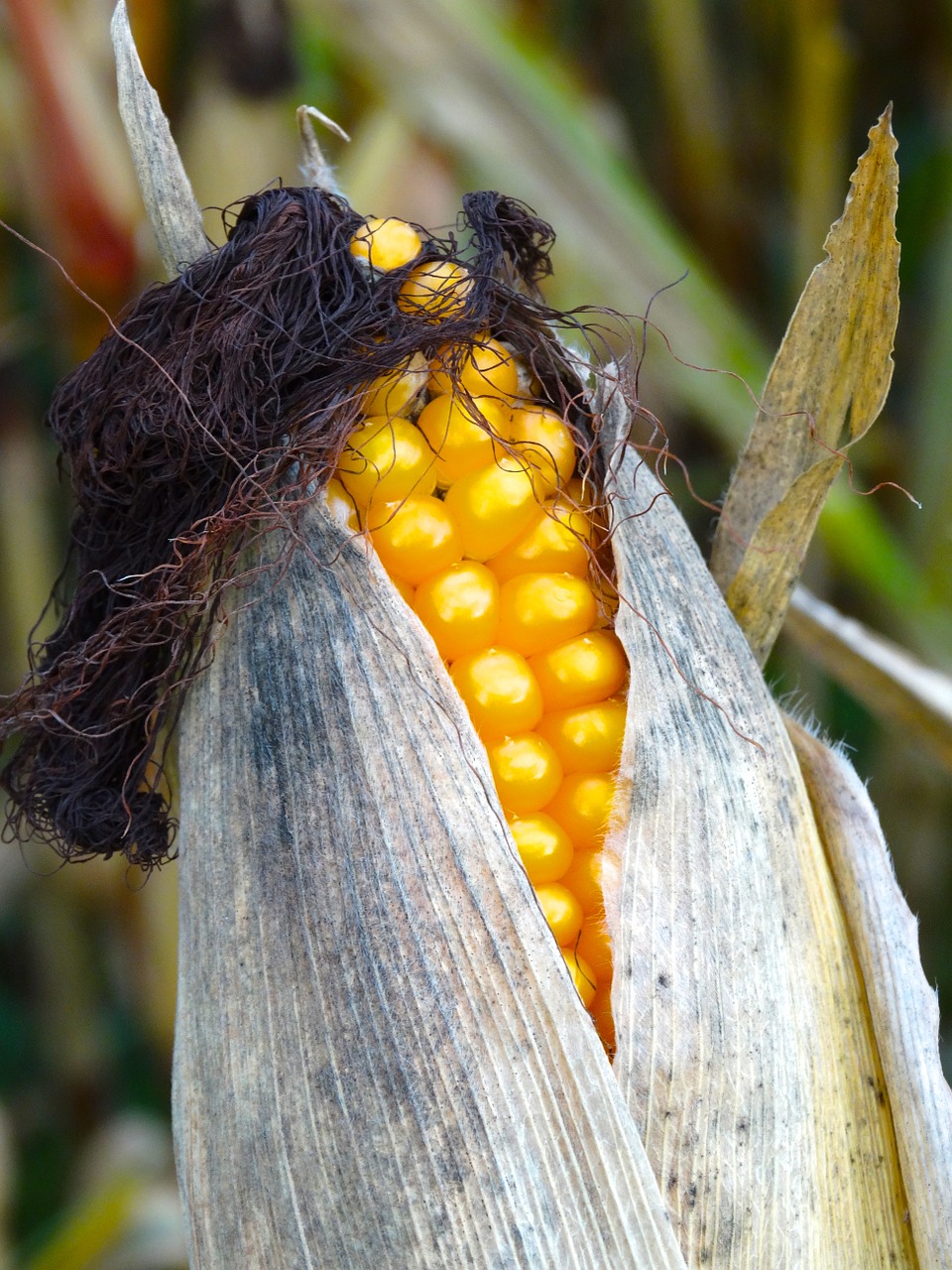 corn on the cob corn hair corn on the cob hair free photo