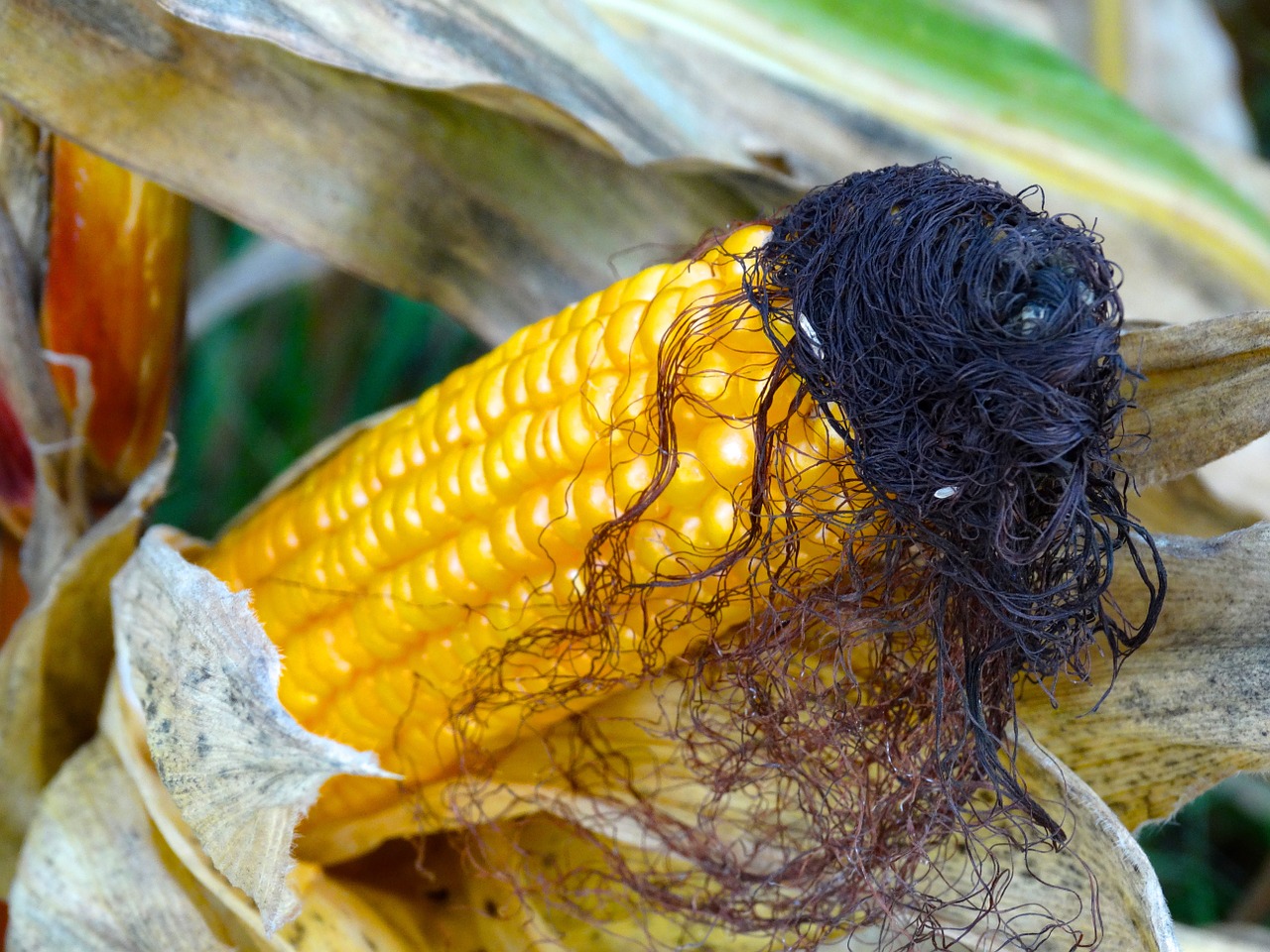 corn on the cob corn hair corn on the cob hair free photo