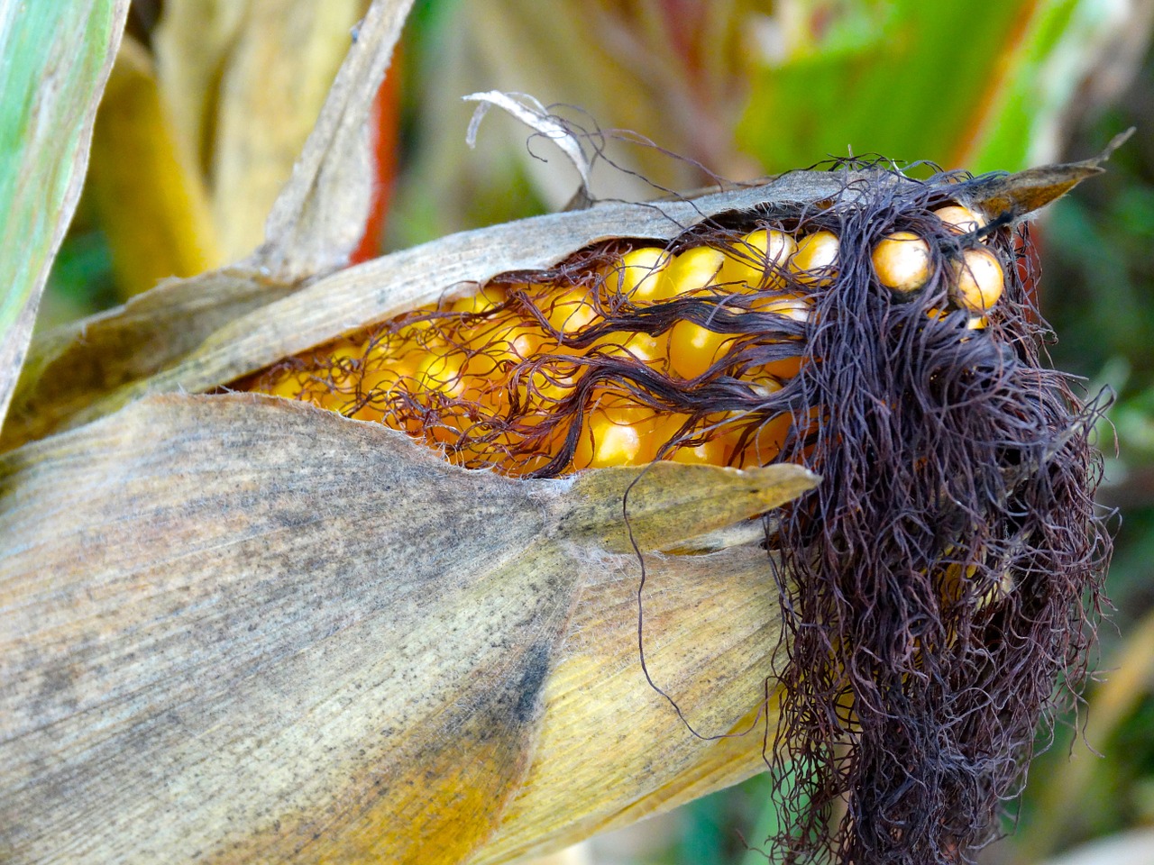 corn on the cob corn hair corn on the cob hair free photo