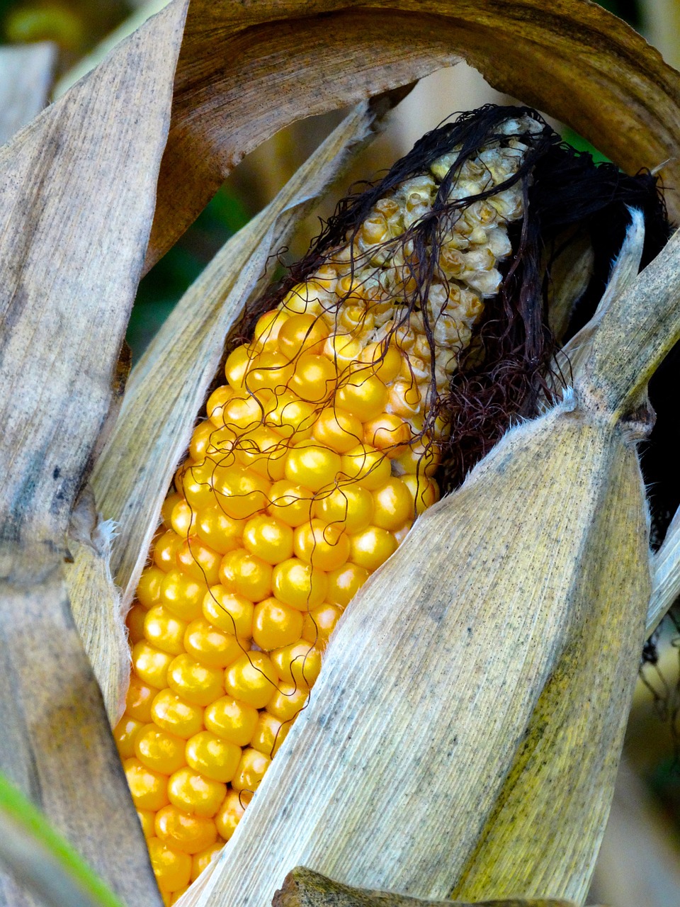 corn on the cob corn hair corn on the cob hair free photo