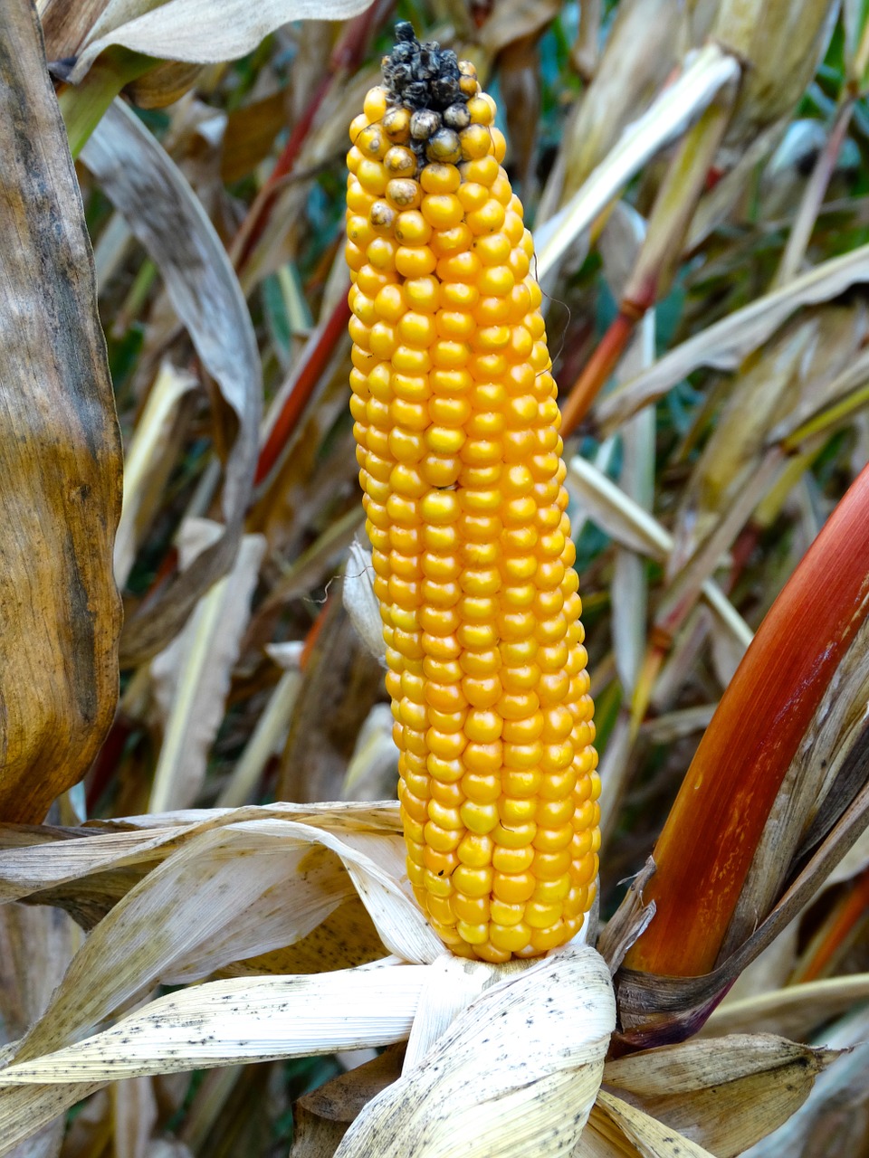 corn on the cob corn corn plant free photo