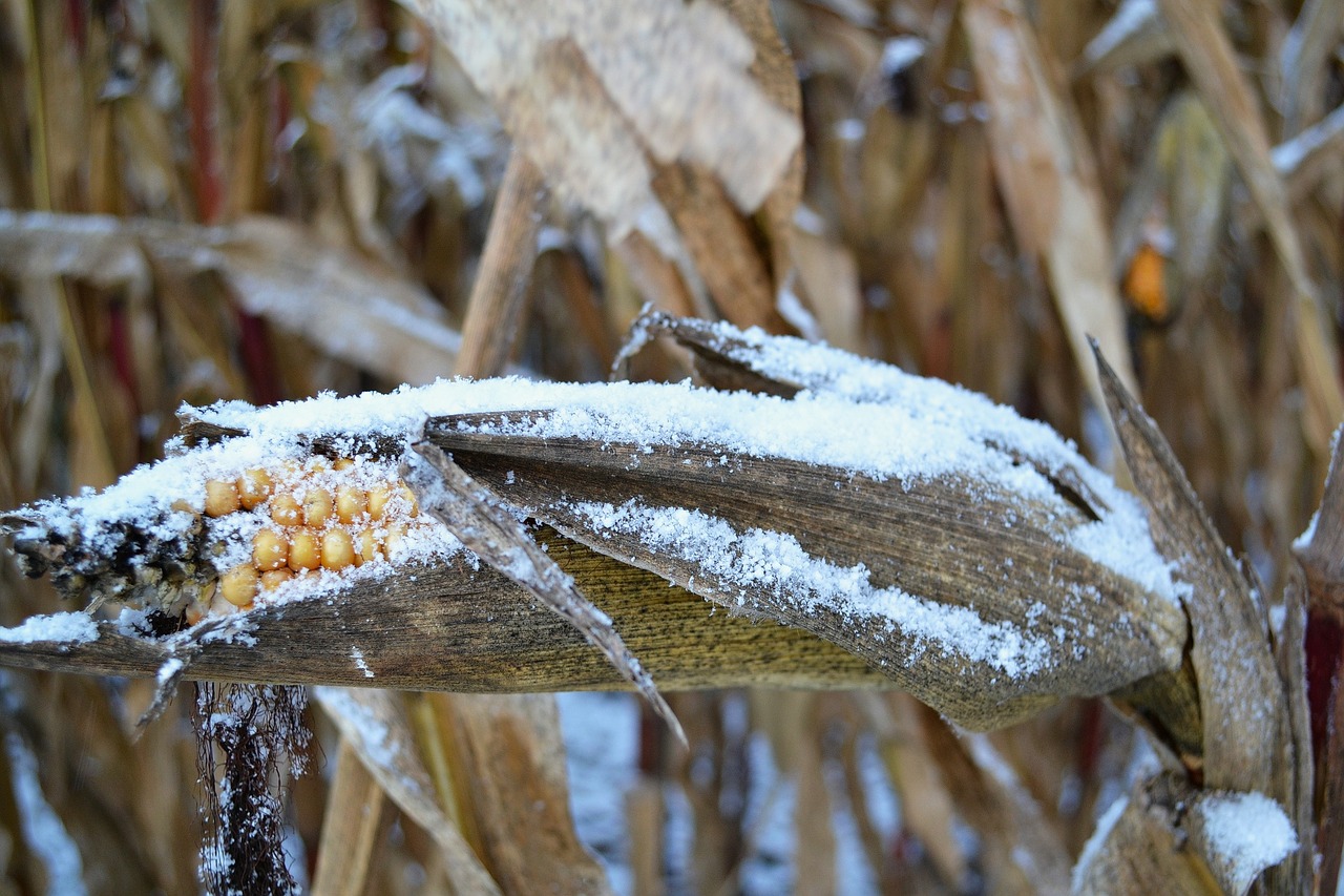 corn on the cob snow corn free photo
