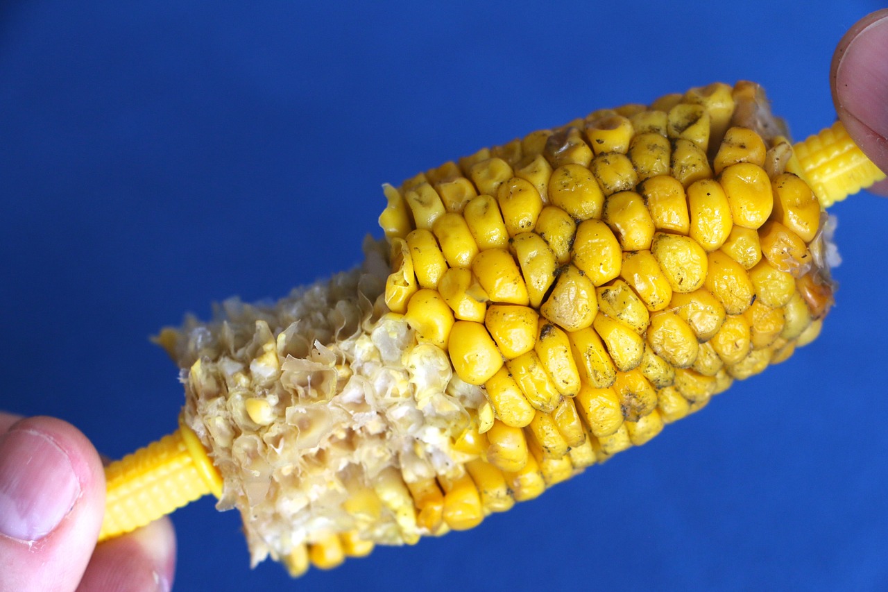 corn on the cob finger grips bitten free photo
