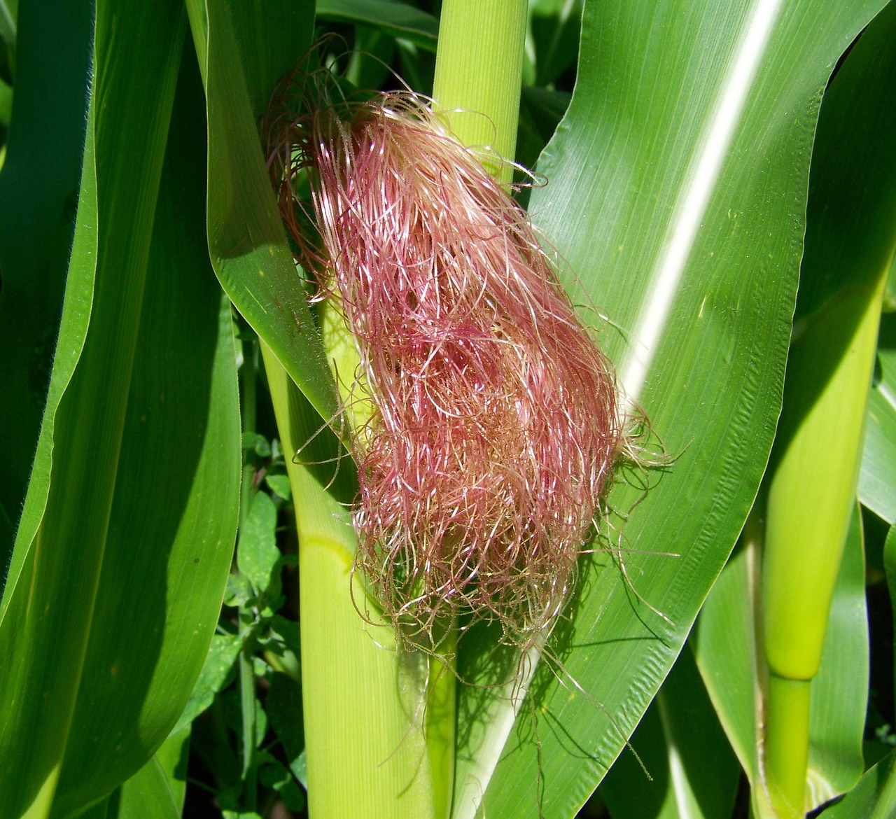 corn pipe corn hair agriculture free photo