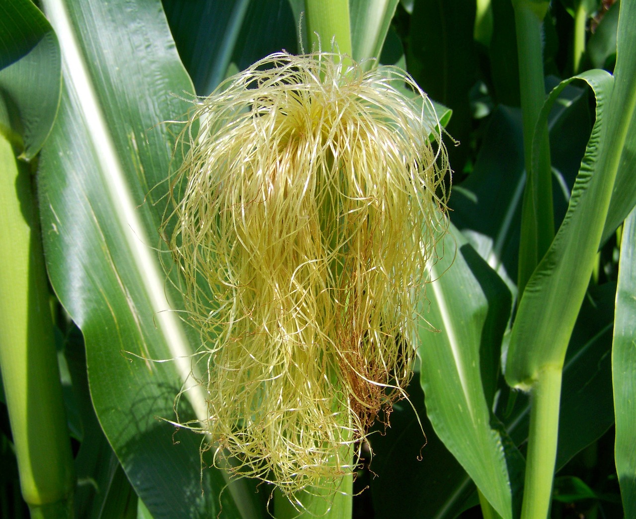 corn pipe corn hair agriculture free photo