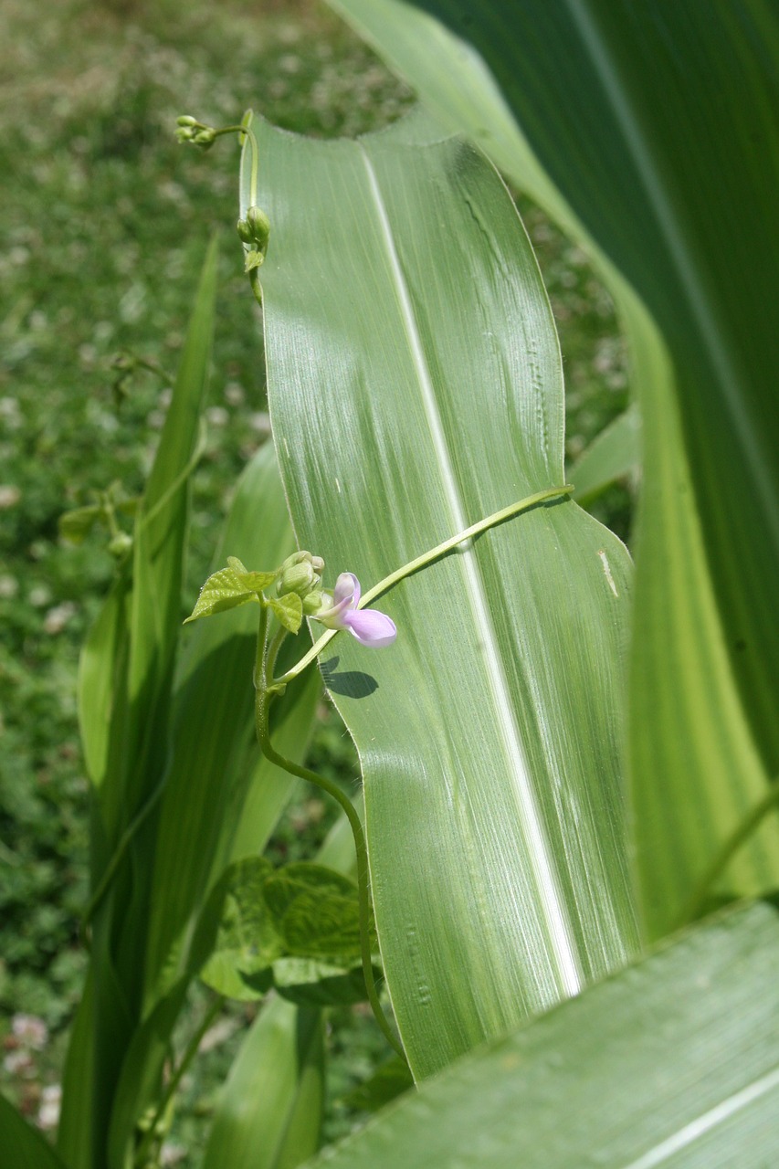 corn plant bean flower farming free photo