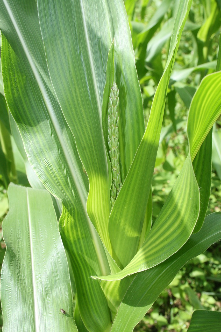 corn plant farming gardening free photo