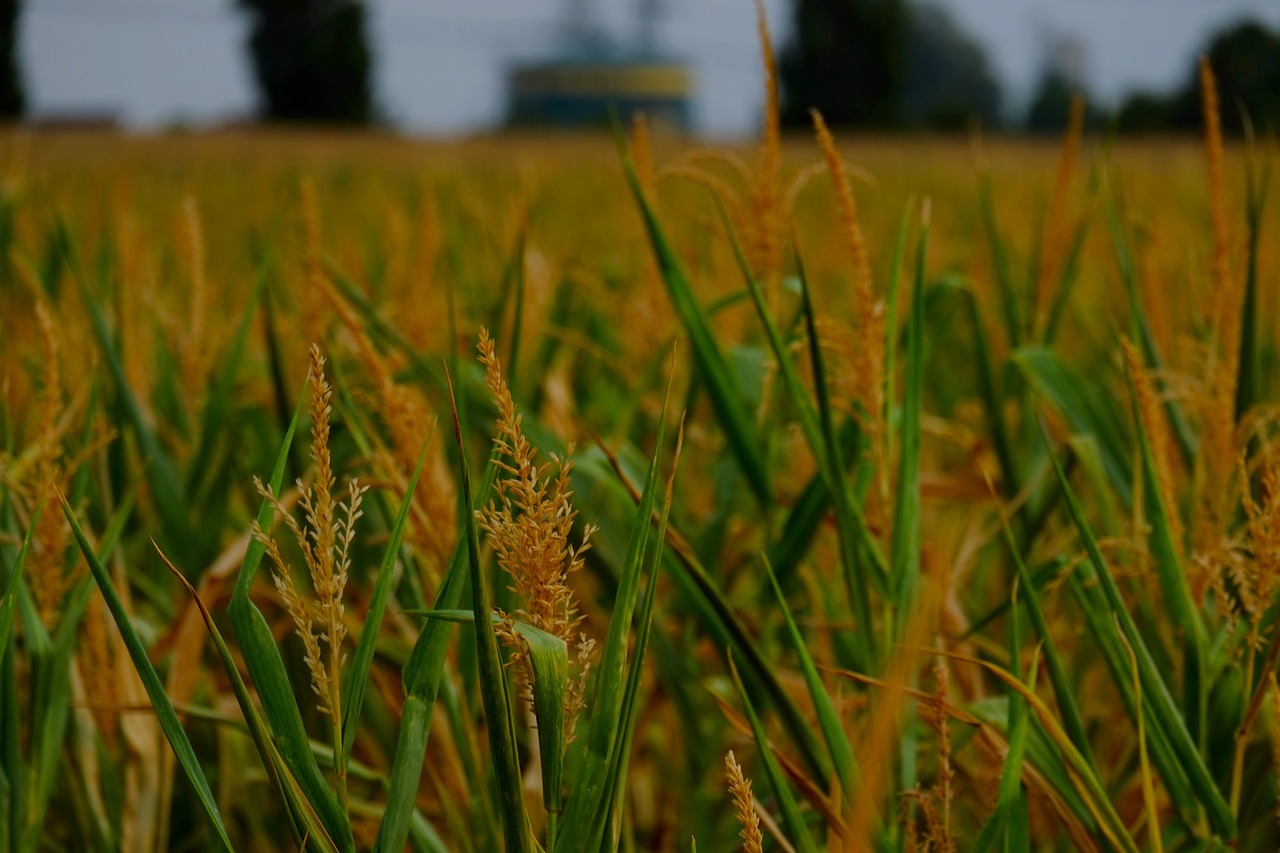 corn plant corn agriculture free photo