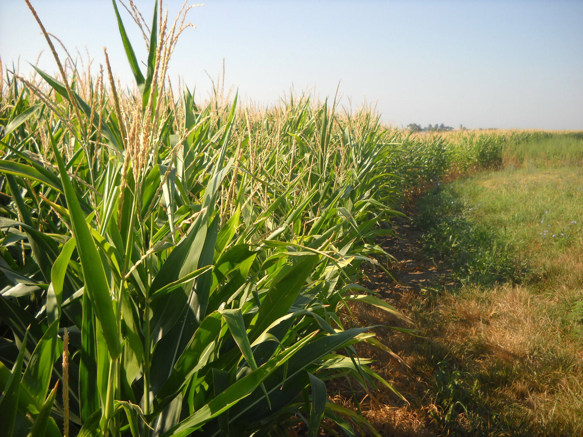 corn plants field free photo