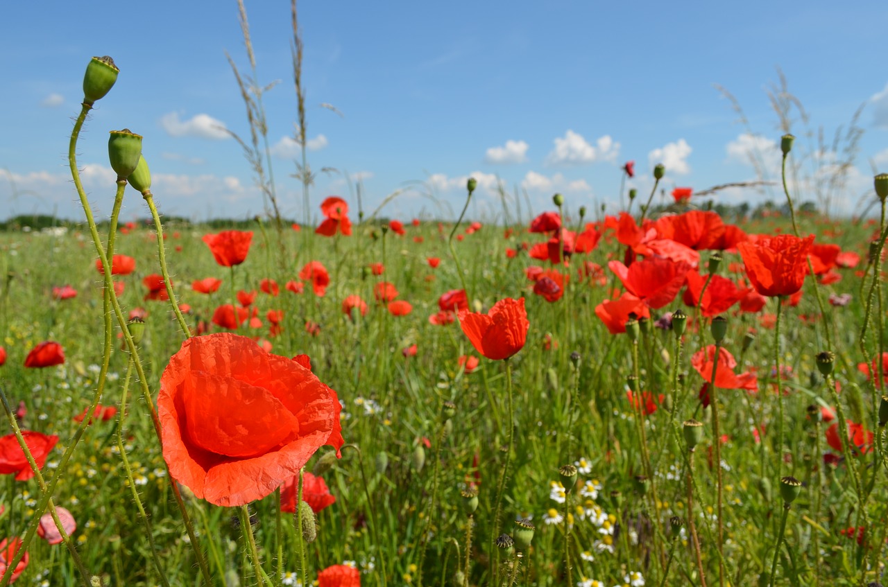 corn poppy field poppy field flowers free photo