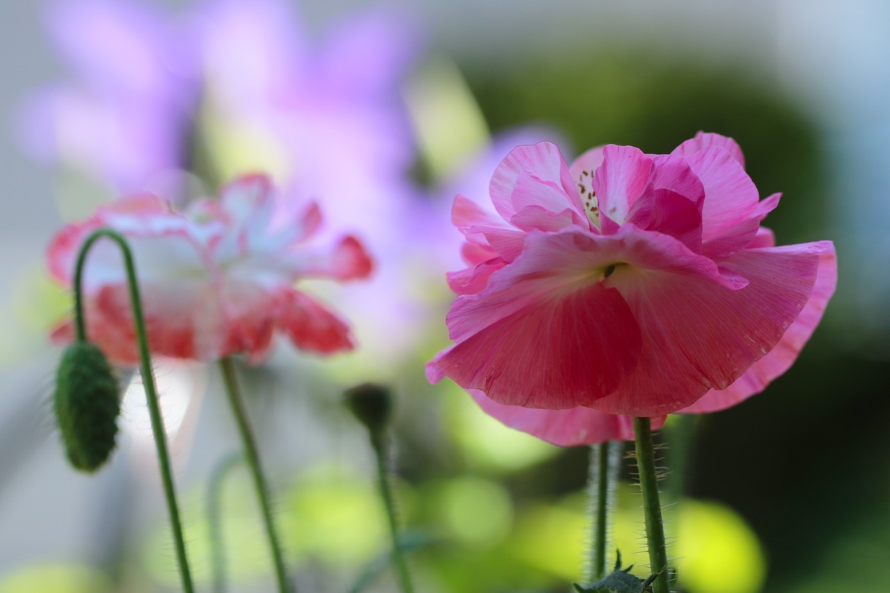 corn poppy  雛芥子  雛罌粟 free photo