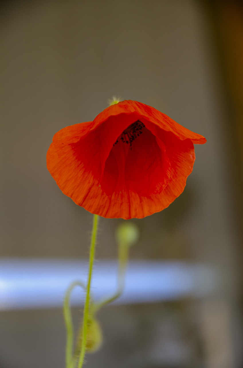 corn poppy  flower  red free photo