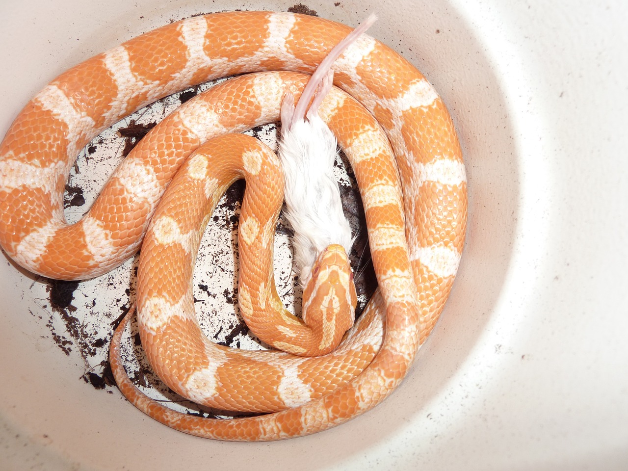 corn snake snakes terraristik free photo