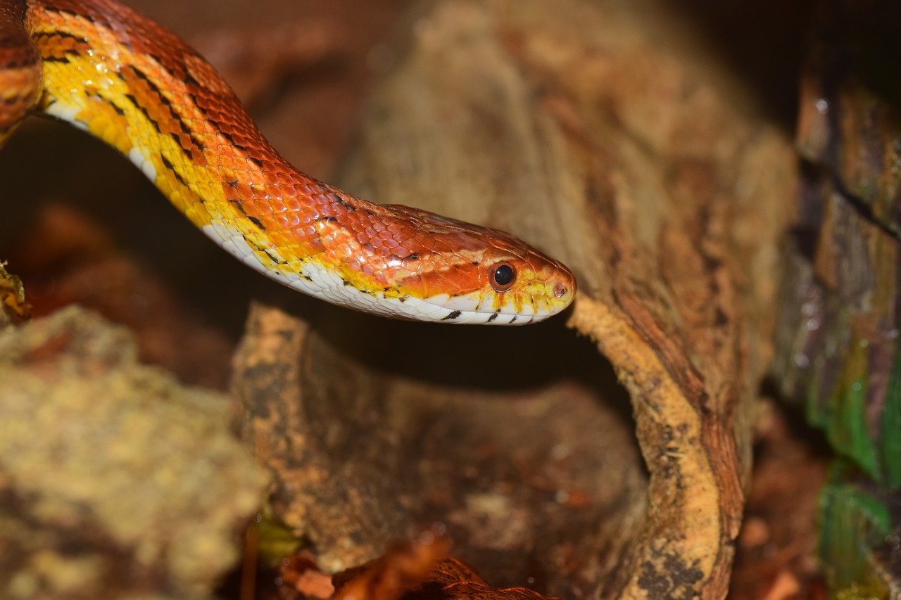 corn snake snake skin free photo