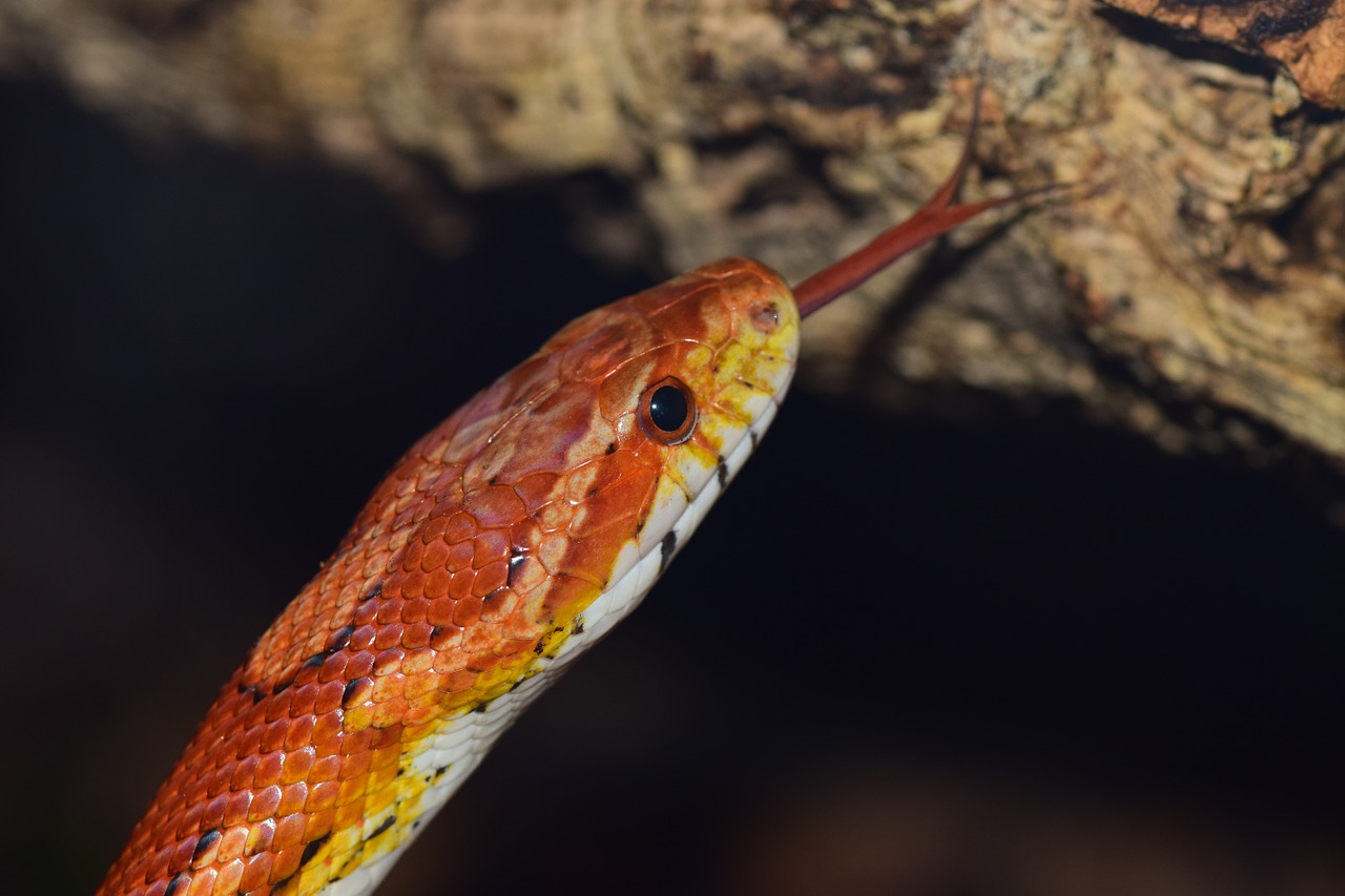 corn snake snake yellow free photo