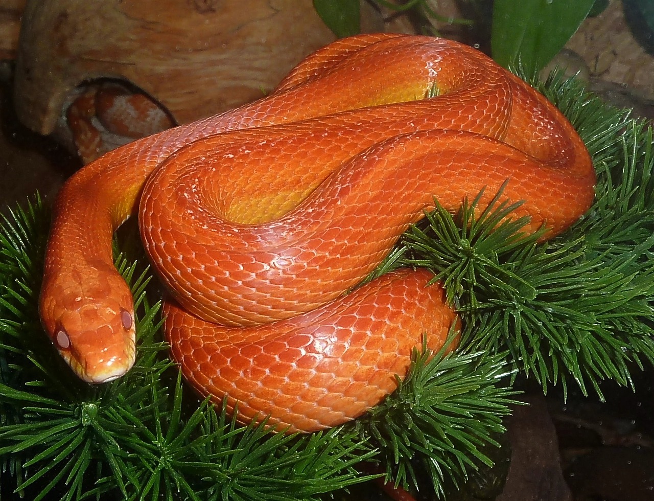 corn snake snakes terraristik free photo