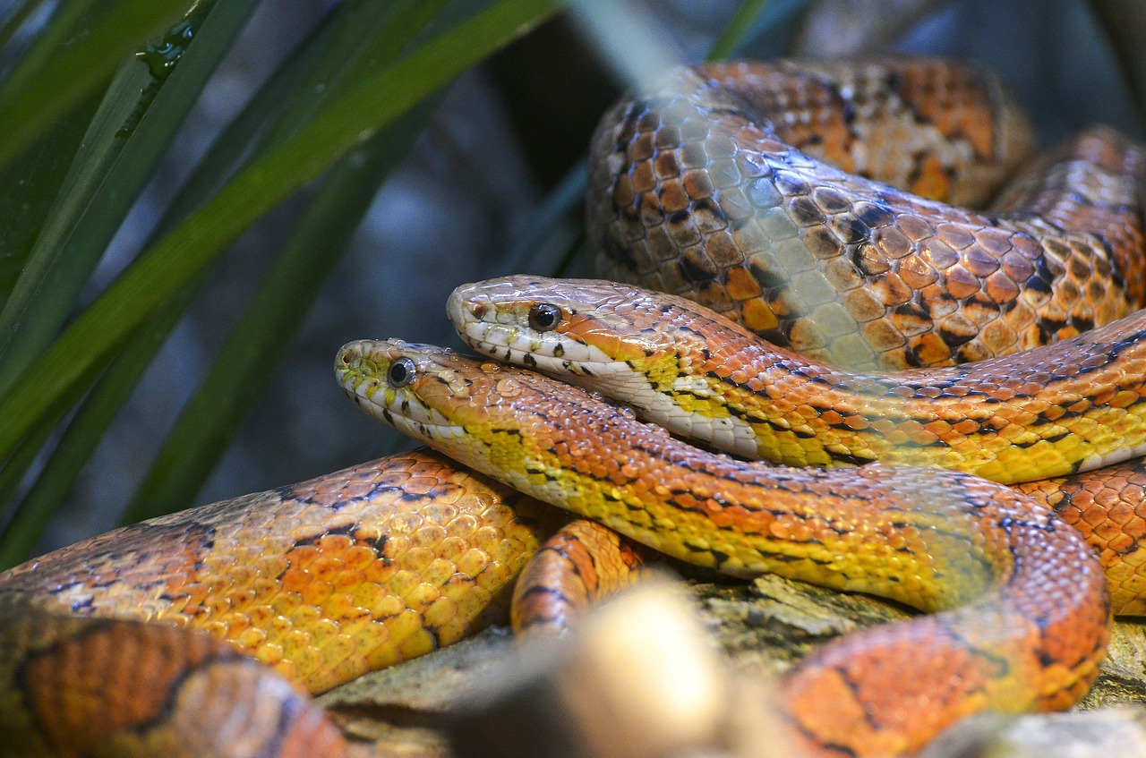 corn snake couple snake free photo