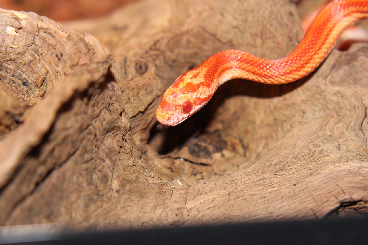 corn snake snake snakes free photo