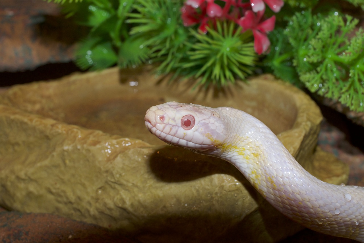 Маленькая змея во сне к чему снится. Кукурузная змея альбинос. Белая змея. Змеи альбиносы.