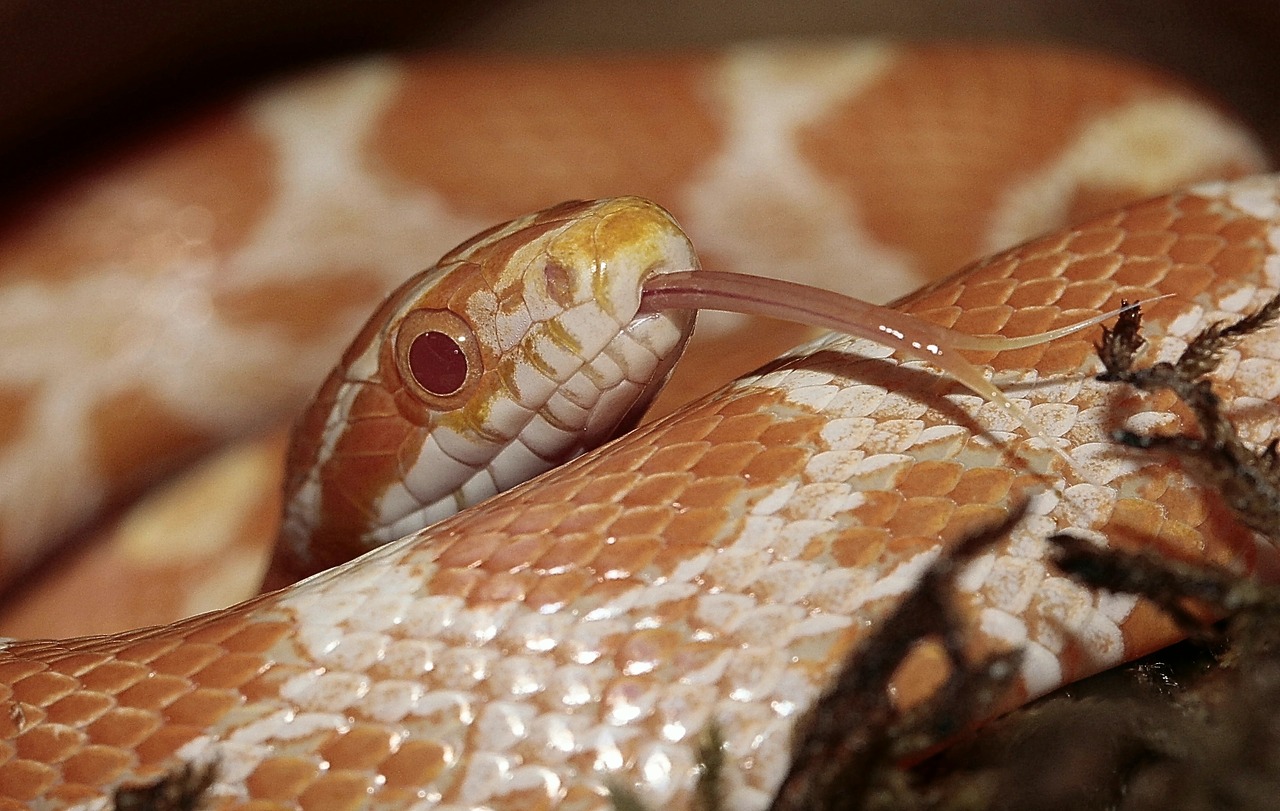 corn snake pantherophis guttatusschlange snake free photo