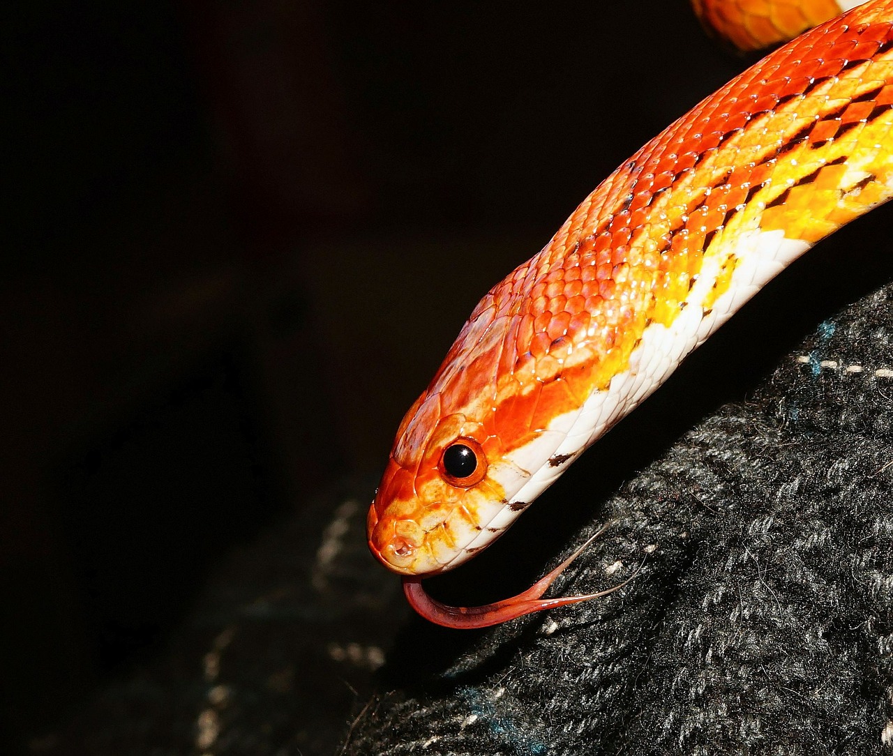 corn snake snake reptile free photo
