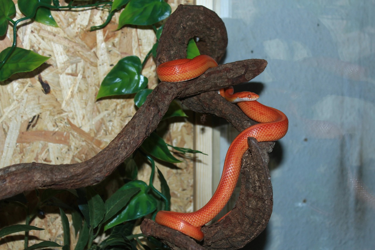 corn snake snake terraristik free photo
