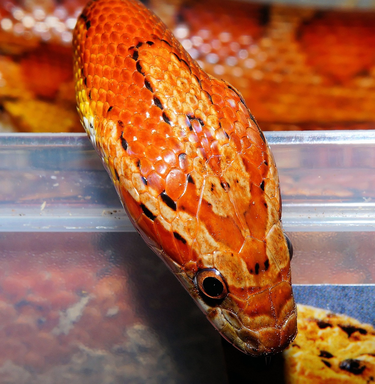 corn snake snake reptile free photo