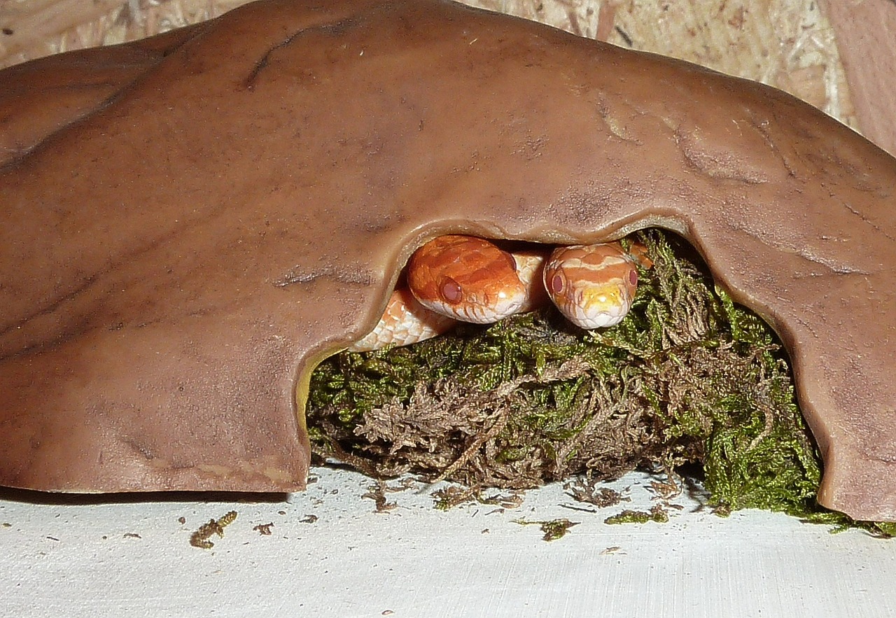 corn snake snakes terraristik free photo