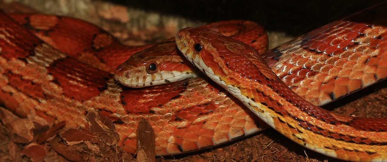 corn snake snake pantherophis guttatus free photo