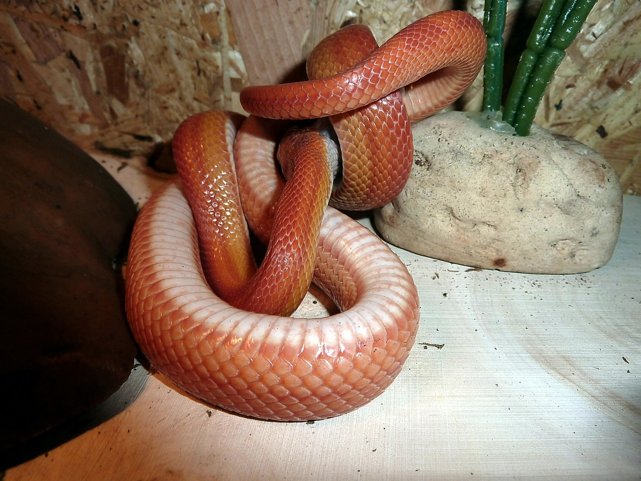 corn snake snakes terraristik free photo