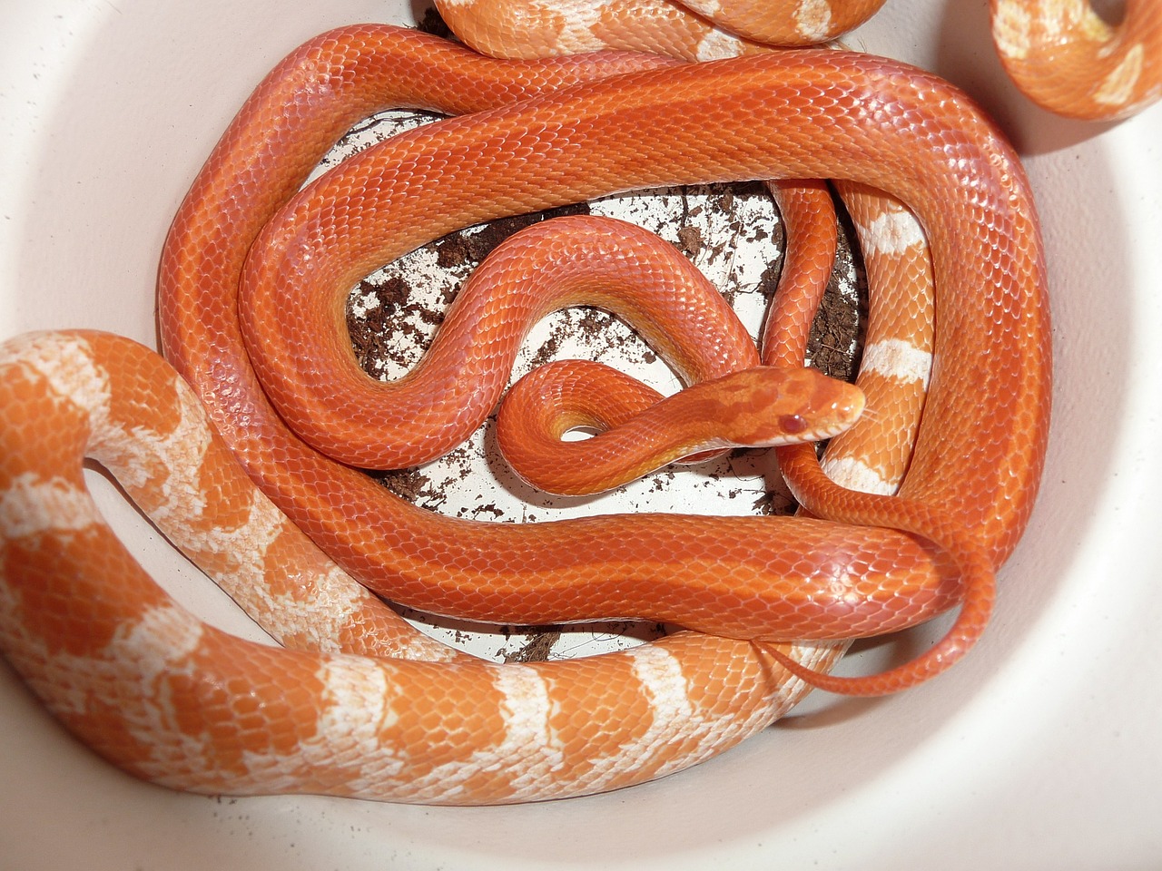 corn snake snakes terraristik free photo