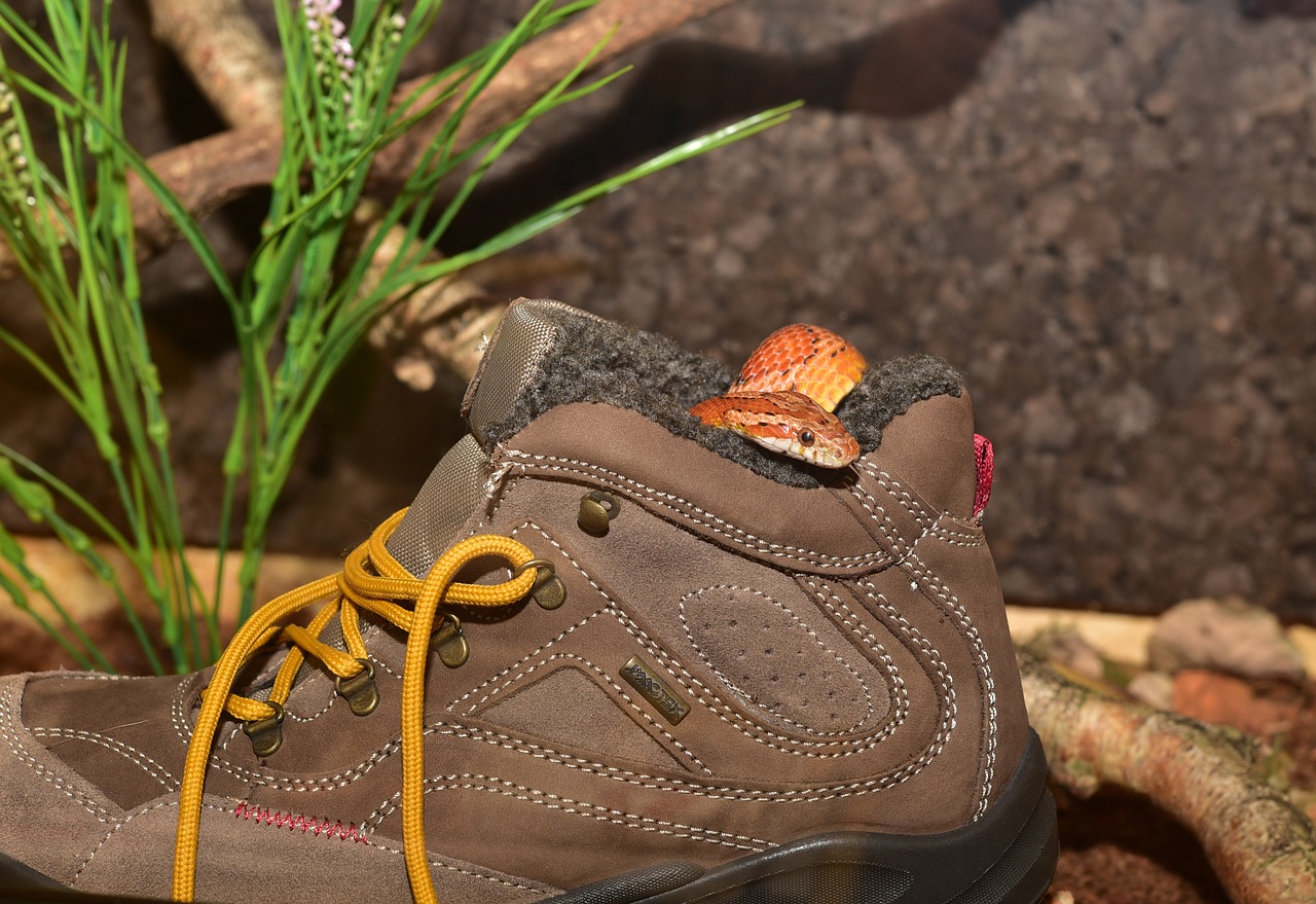 corn snake hiking shoes hide free photo