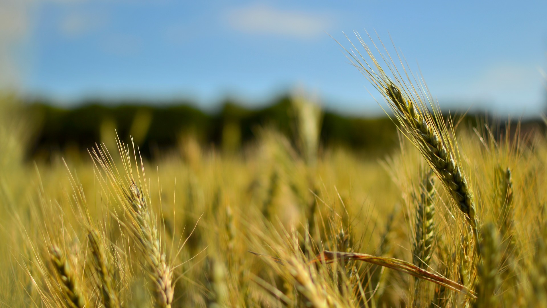 corn spike summer free photo