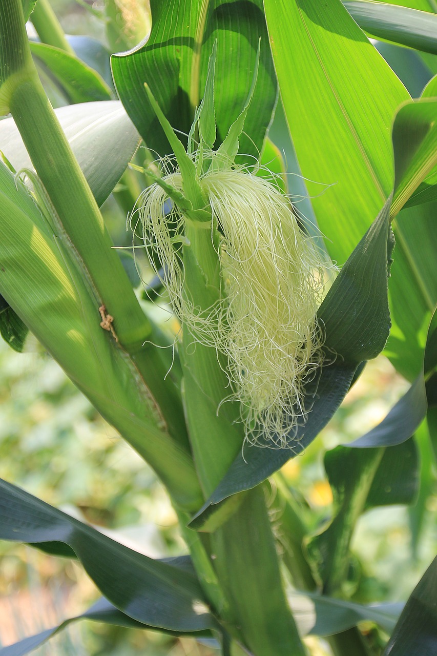 corn stalks corn ear corn silk free photo