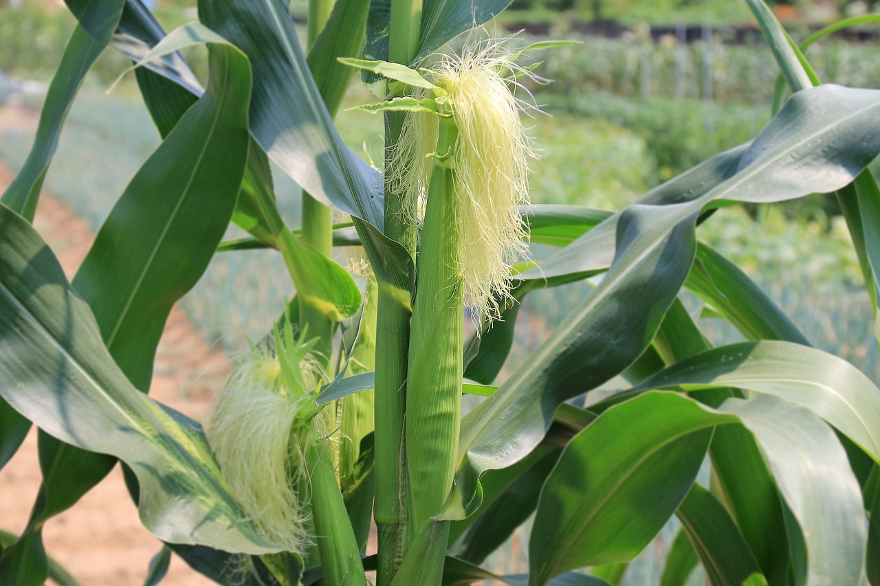 corn stalks corn ears corn silk free photo
