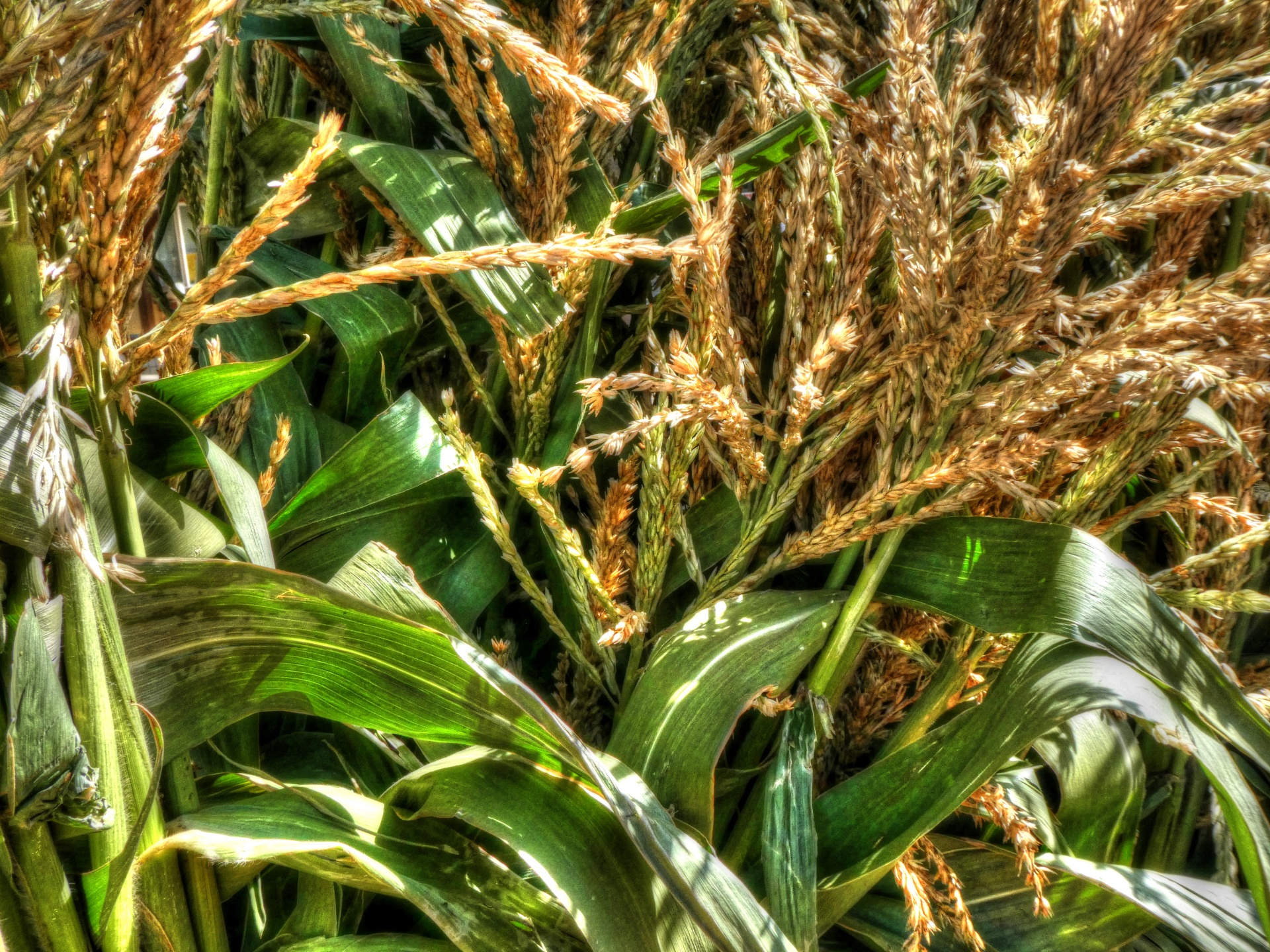 corn corn stalks farm free photo