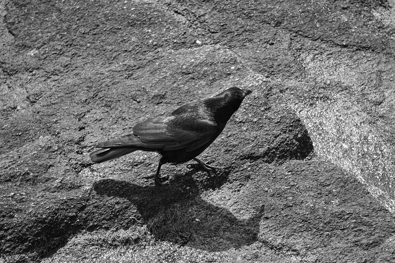 corneille bird fauna free photo