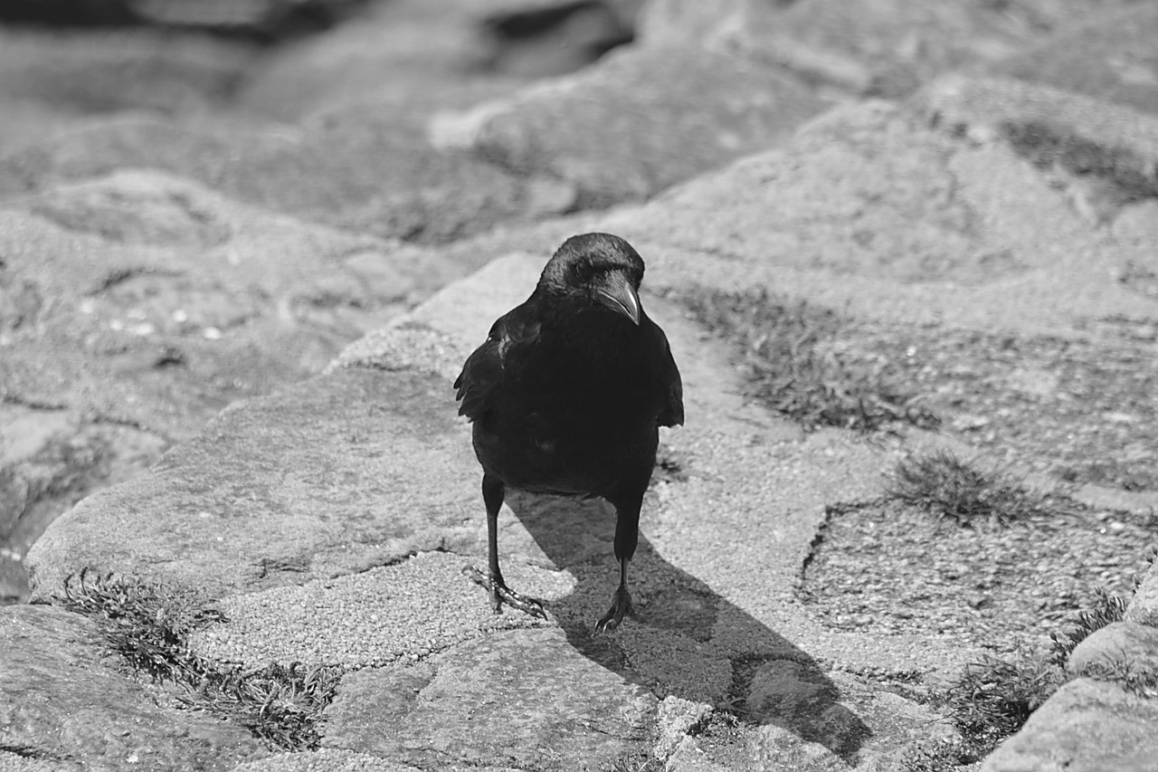 corneille bird fauna free photo