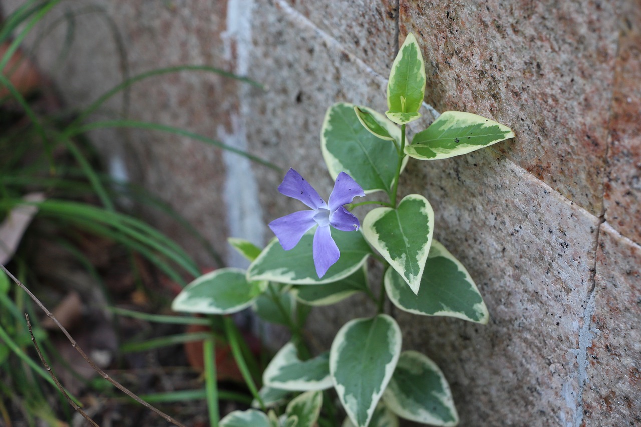 corner plant corner plant free photo