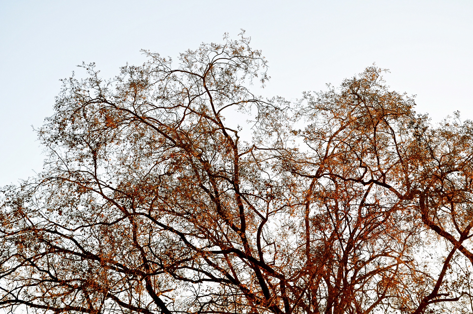 tree branches color free photo