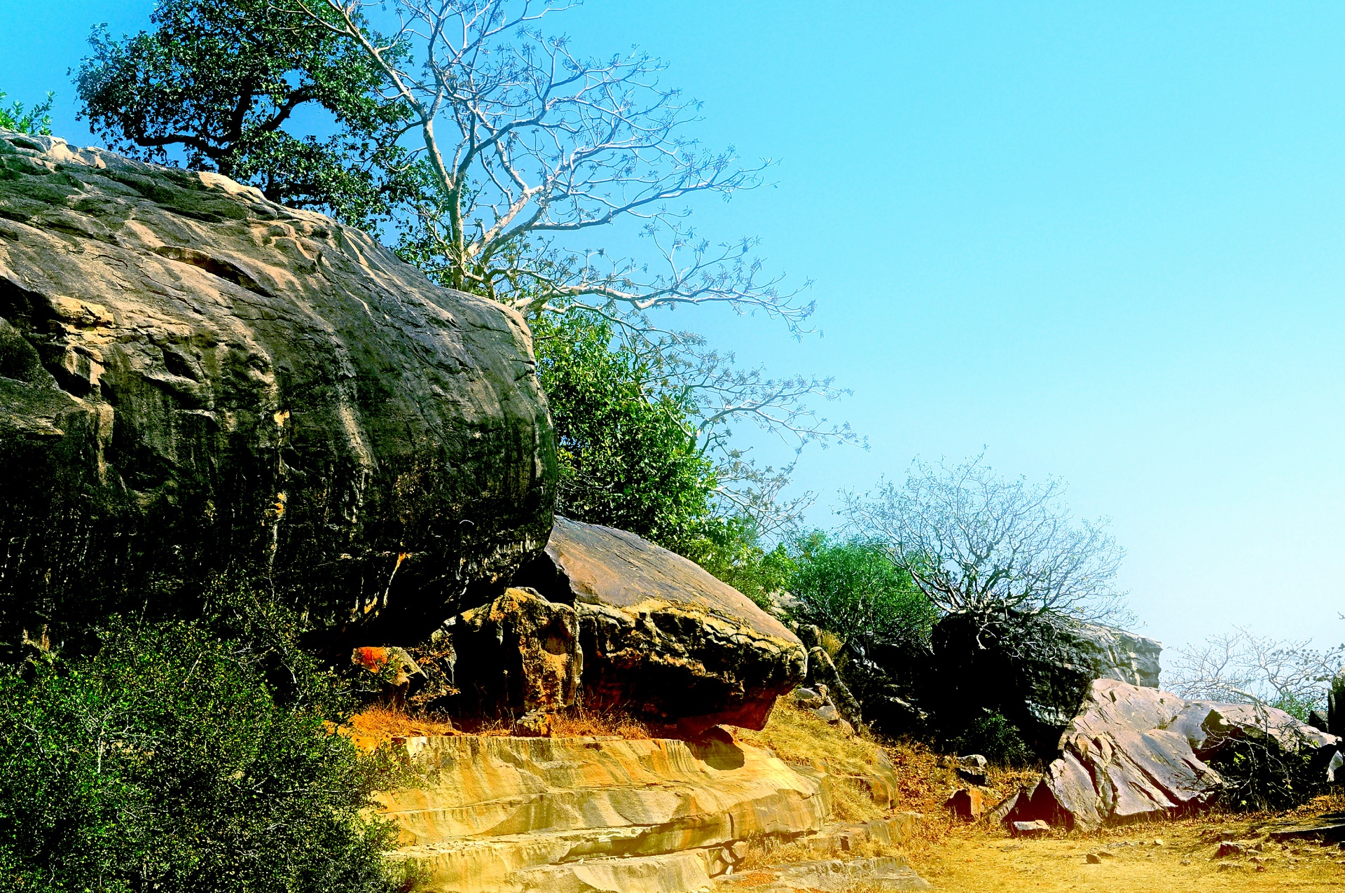 vegetation rock plants free photo