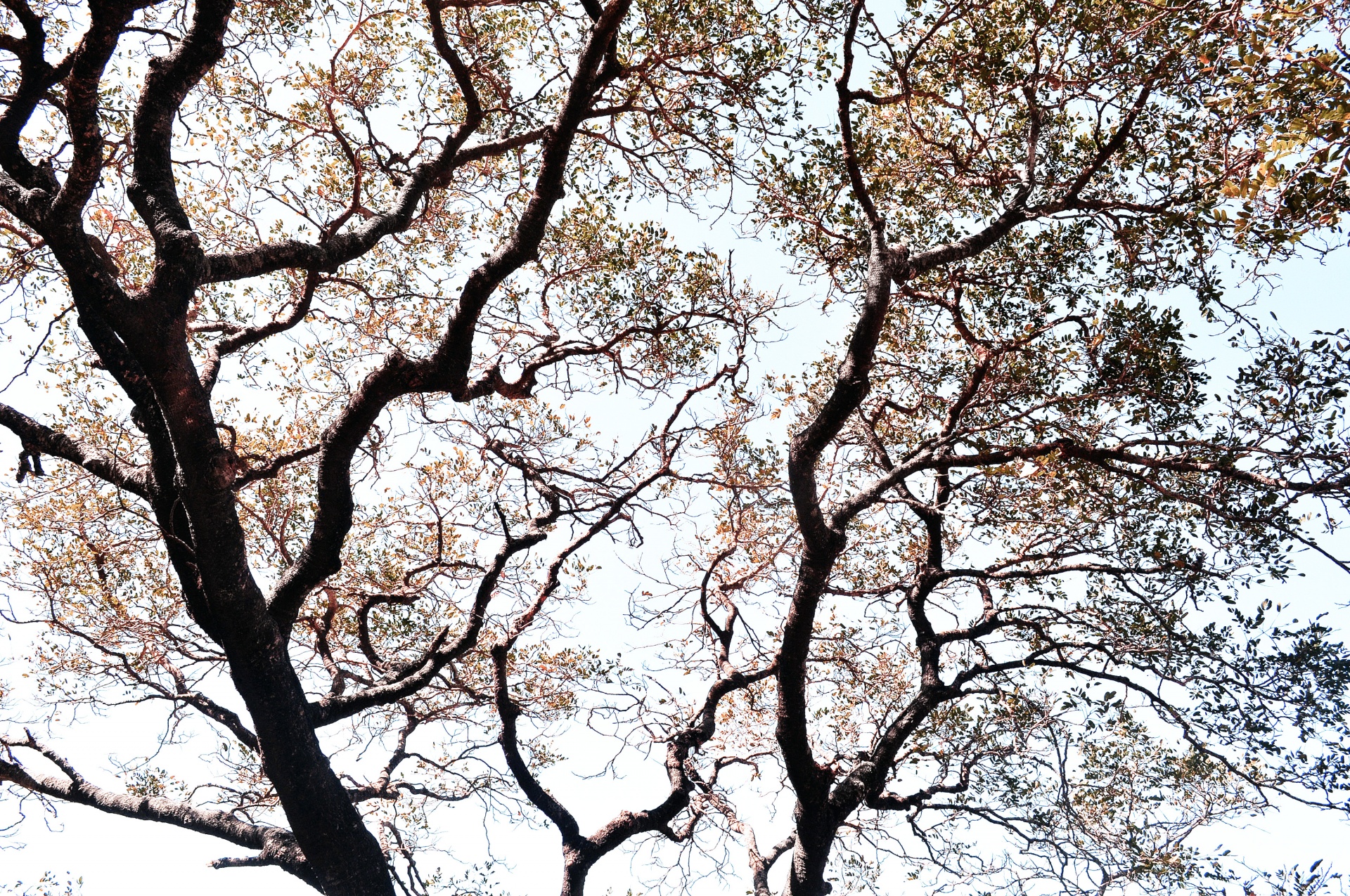 branches tree autumn free photo