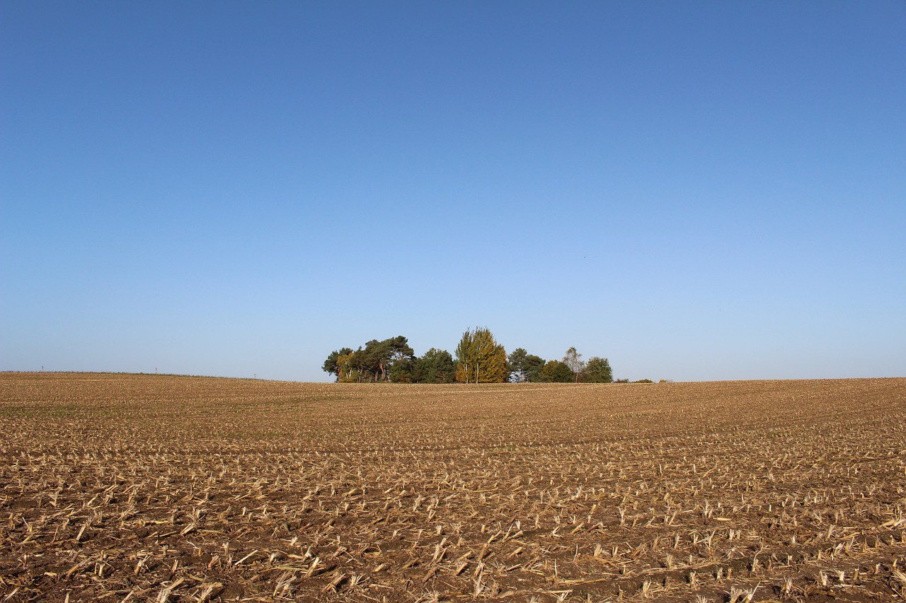 cornfield harvest autumn free photo